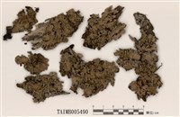 藏品(梅衣屬)的圖片